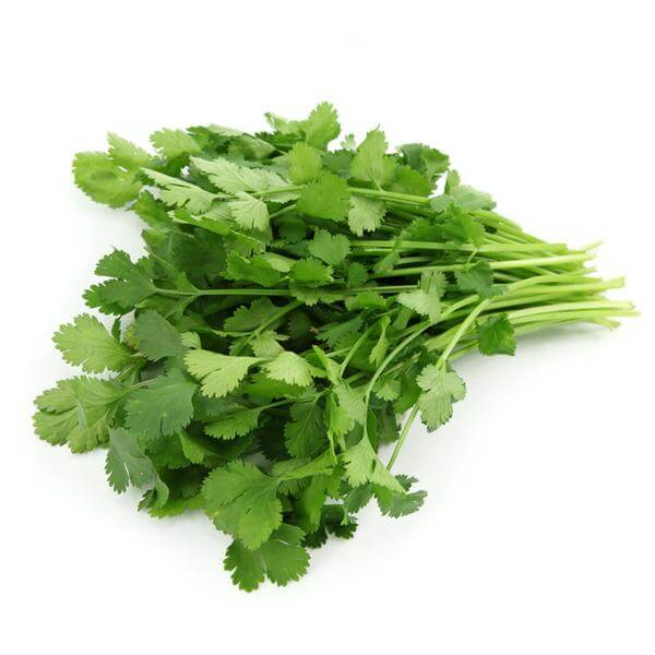 Cilantro